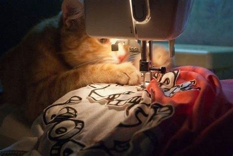 Sewing Cat