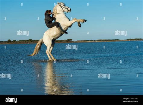 A Guardian Camargue Cowgirl With Her Horse Rearing Up In The