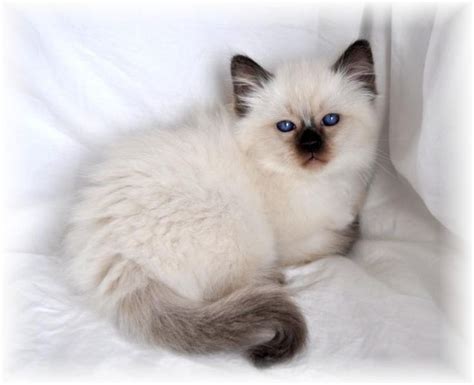 Balinese Cat Breeders Cats Kittens Cats And Kittens Pinterest