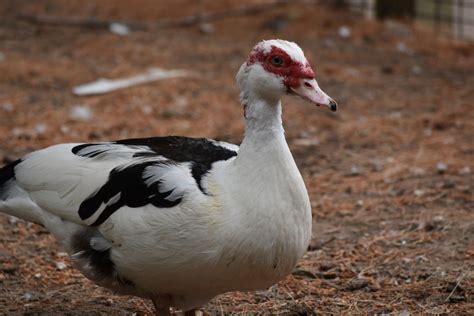 Muscovy Ducks Complete Breed Guide Fowl Guide