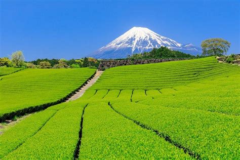 12 Months Of Mt Fujilets Enjoy Various Scenery｜zekkei Japan