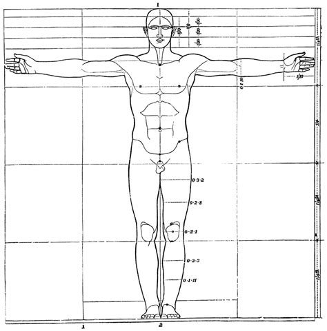 Human Body Proportions Chart My Xxx Hot Girl