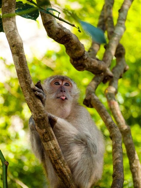 Teasing Monkey With Its Tongue Stuck Out Stock Image Image Of South