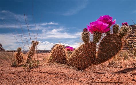 Cactus Flower Bokeh Desert Plant Nature Landscape F Wallpaper
