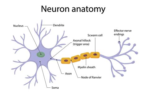 Diagrama De Ilustración De Anatomía De Neurona En Estilo De Dibujos
