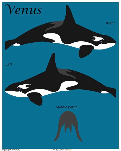 venus by orcas of arlinde on deviantart