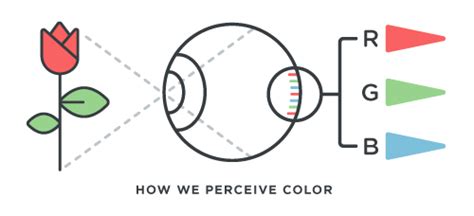 Color Blindness 101 Causes Types And Vision Tests Eye Health