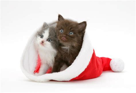 Christmas Kittens Photograph By Jane Burton Fine Art America