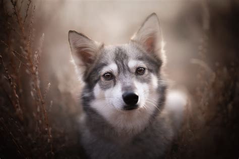 Animal Wolfdog Hd Wallpaper