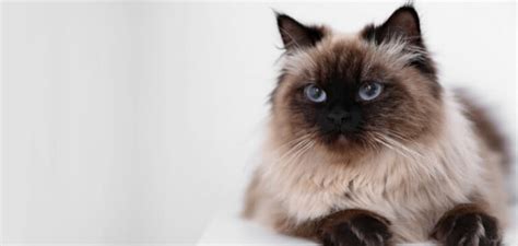 Balinese Cat Breed Information All You Should Know Petstime