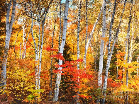 Fall Birch Trees Wallpaper