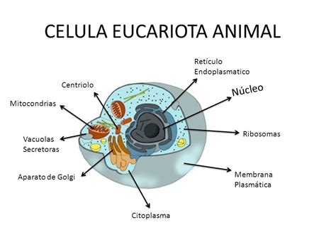 Estructura de la célula eucariota animal