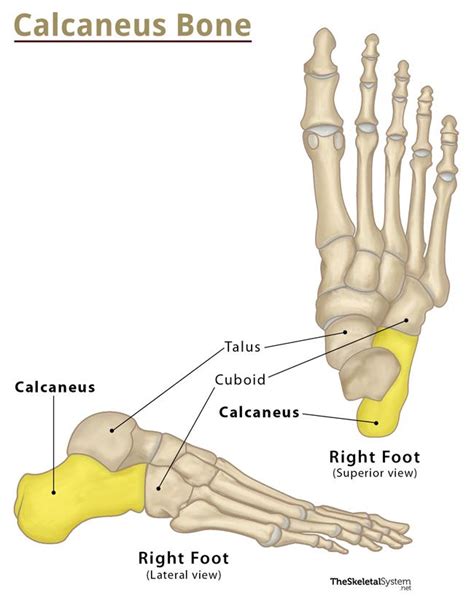 Calcaneus Heel Bone Definition Location Anatomy And Diagram