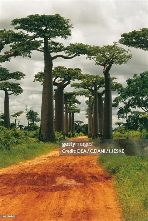 Baobab Trees Along A Dirt Road Morondava Madagascar News Photo