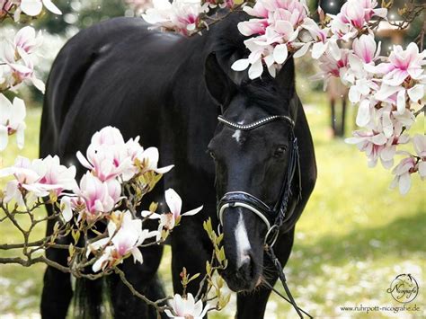 Fruity And Belle Black Horses Horses Spring Horse