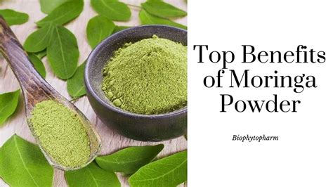 Top Benefits Of Moringa Powder | Biophytopharm gambar png