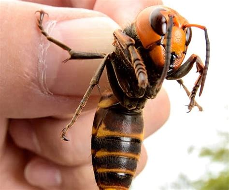 One Of The Largest Ever Asian Hornet Nests In The British Isles Is Found Hanging From The
