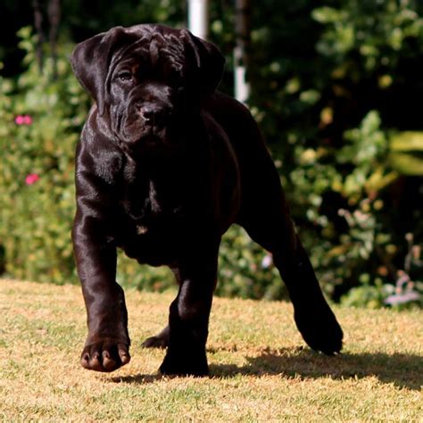 black boerboel puppies giant dog breeds african boerboel mastiff puppies