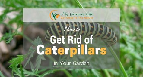 Mow daisies before blooms open to prevent pollination. How to Get Rid of Caterpillars in Your Garden? | My ...