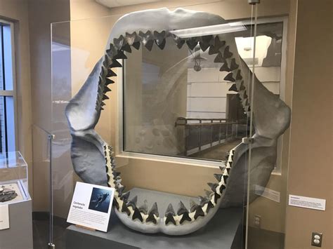 Natural History Megalodon A Huge Shark In Virginia Discover