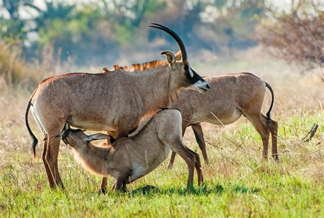 Roan Antelopes In Kenya Ruma National Park Kenya Wildlife Safaris
