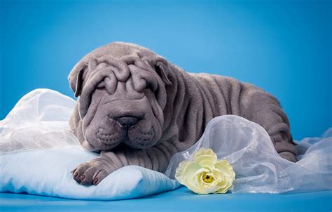 Free Download Image Puppy Shar Pei Dogs Grey Animals 1280x816 For