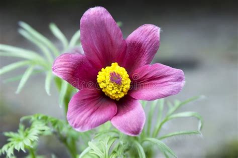 Pulsatilla Vulgaris Springtime Pink Purple Flower With Yellow Center