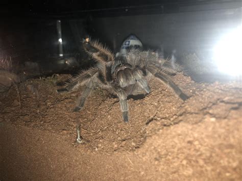 We did not find results for: Hello there :3 : tarantulas