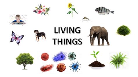 Living Things In Alphabetical Order Photos Alphabet Collections