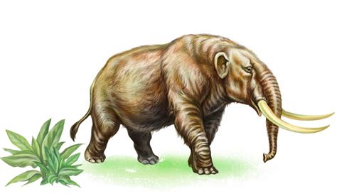 Mammoths Vs Mastodons Animals Around The Globe