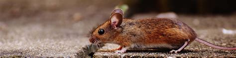 Accurate Pest Control Rat Infestation Rat Removal Accurate Pest
