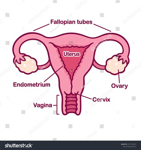 Diagram Female Reproductive System Cartoon Aflam Neeeak