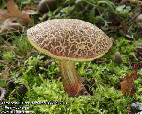 Xerocomellus Chrysenteron 0369 9 2014 Uk Red Cracking Bolete De