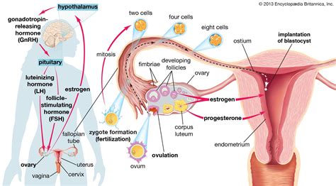 Ovulation Physiology Hormones And Fertility Britannica