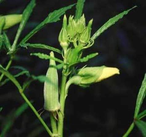 Okra plants were spaced 60 cm between rows and 30 cm within rows whereas the spacing of onion assessment of major insect pest damage on okra: Growing Okra | ThriftyFun