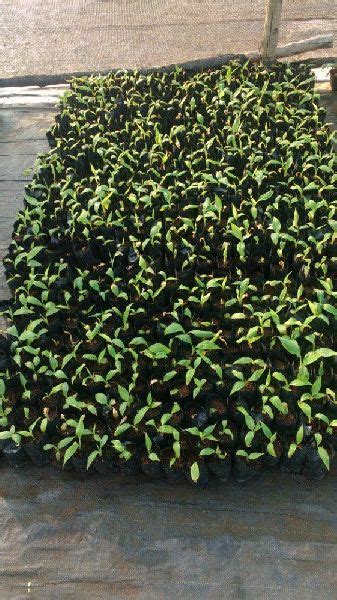 Nanjangud Rasabale Banana Plants Color Green At Best Price In Mysore