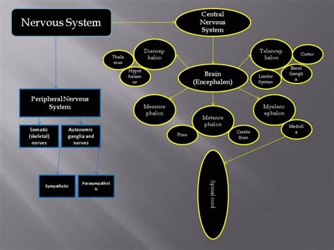 Concept Map Nervous System Concept Map Nervous System Mind Map