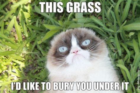 10 Meme Marketing Lessons You Can Learn From Grumpy Cat