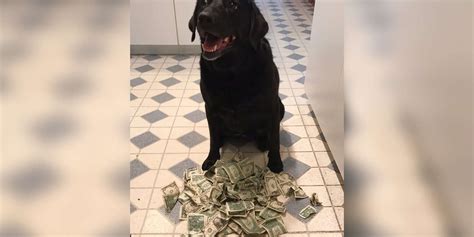 Dog Loves Money So Much She Collects It To Pay For Her Treat The Dodo