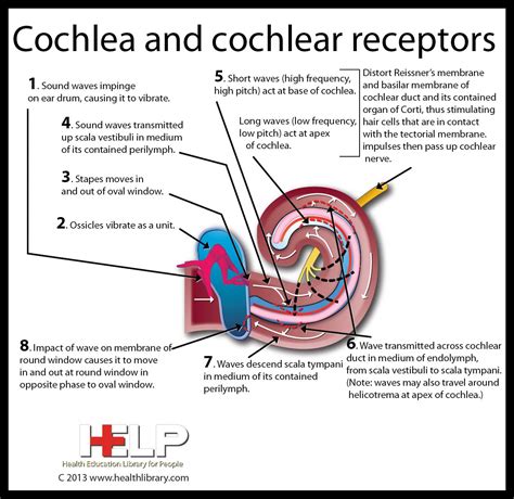 Cochlea And Cochlear Receptors Hearing Health Biology Classroom
