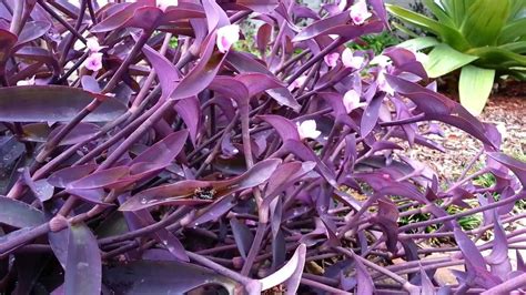 Tradescantia Pallida Wandering Jew Purple Heart Purple Queen Hd