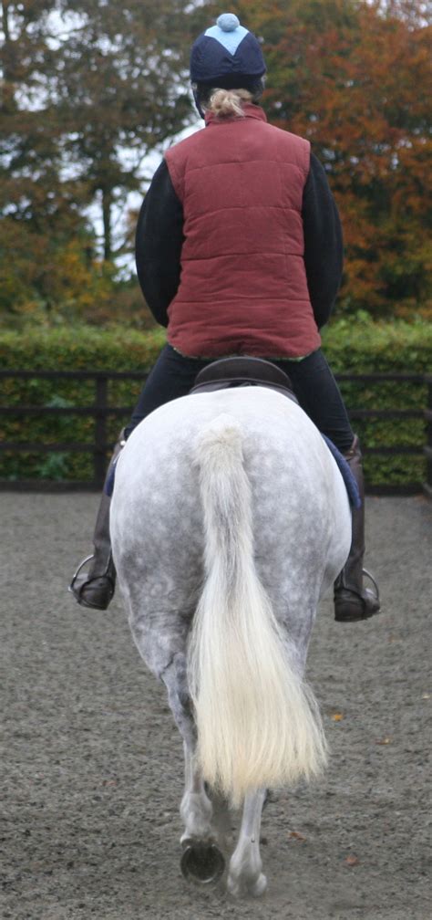 Study Reveals Hind Limb Lameness Is Biggest Cause Of Saddle Slip In