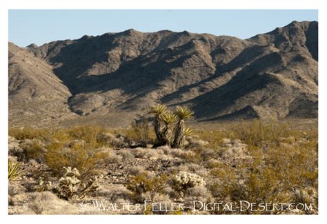 Desert Scrub Mojave Desert Plants