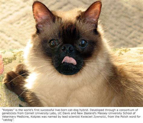 Cornells Genetic Breakthrough Produces Cat Dog Hybrid Catster