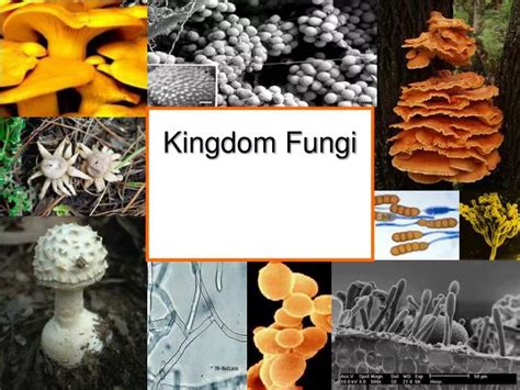 Ppt Kingdom Fungi Powerpoint Presentation Free Download Id5417590