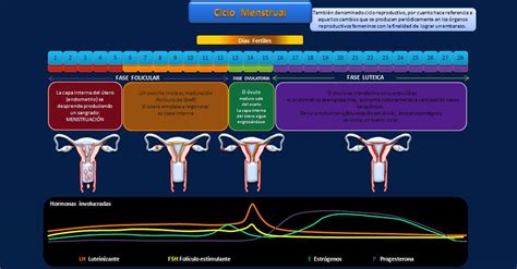 Mujeres El Ciclo Menstrual Explicado