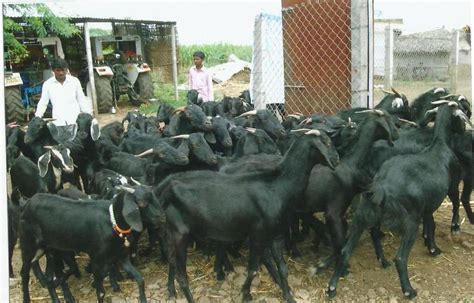 Osmanabadi Goat Farming High Quality Osmanabadi Goat Provider In