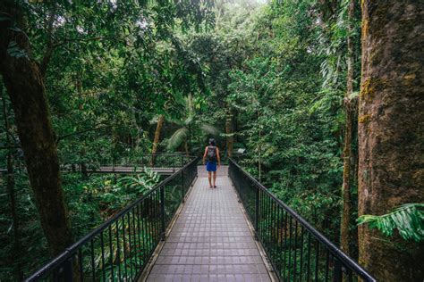 Walk On The Wild Side With These Rainforest Boardwalks Cairns And Great