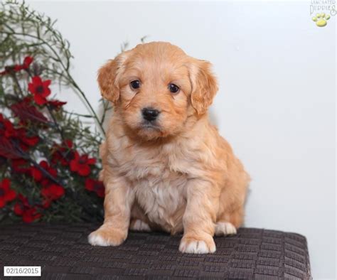 Come check out our selection of cute mini goldendoodle puppies. Mini Goldendoodle Puppy for Sale in Pennsylvania | Puppies for sale, Goldendoodle puppy, Mini ...