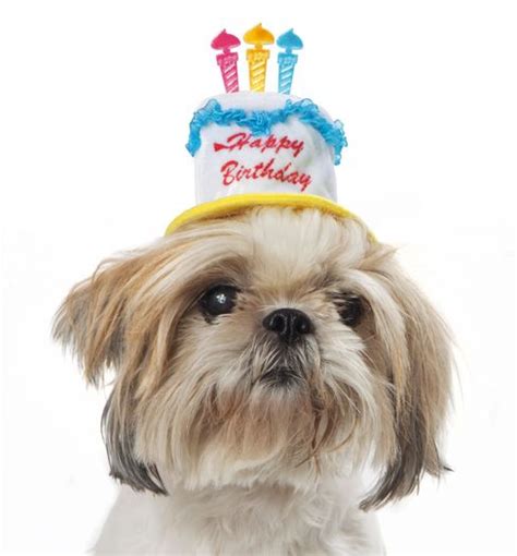 We celebrated with a birthday hat and birthday bib but cosmo did not like both. Pin by Tales and Tails on Cute | Dog birthday hat, Happy ...